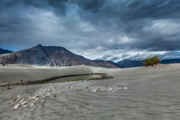 Sanddynerna i Himalaya. hunder, nubra valley, ladakh — Stockfoto