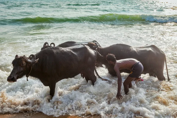 Людина пральна корови в море — стокове фото