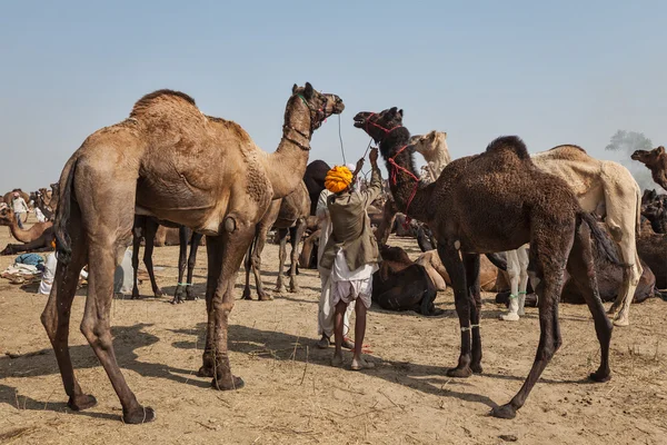 Homens e camelos indianos na feira de camelos Pushkar (Pushkar Mela ) — Fotografia de Stock