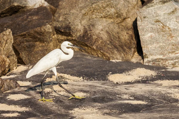 Malá Egret (Egretta garzetta) — Stock fotografie