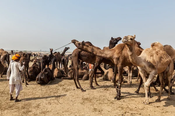 Indische Männer und Kamele auf der Pushkar Kamelmesse (pushkar mela)) — Stockfoto