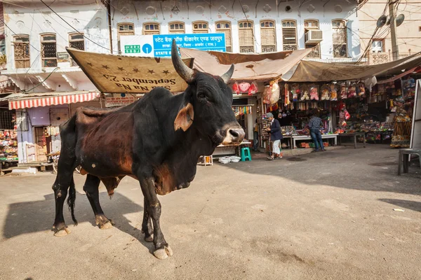 Indiase koe in de straat van india — Stockfoto