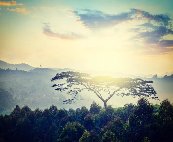 Lonely tree on sunrise in hills — Stock Photo, Image