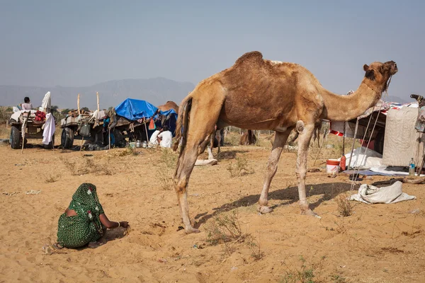 Indiase vrouw verzamelen kameel mest — Stockfoto