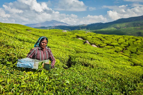 Indian woman harvests tea leaves at tea plantation at Munnar — Stock Photo, Image