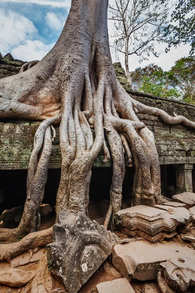 Antike Ruinen und Baumwurzeln, Tempel Ta Prohm, Angkor, Kambodscha — Stockfoto