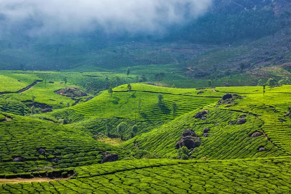 Plantações de chá verde em Munnar, Kerala, Índia — Fotografia de Stock