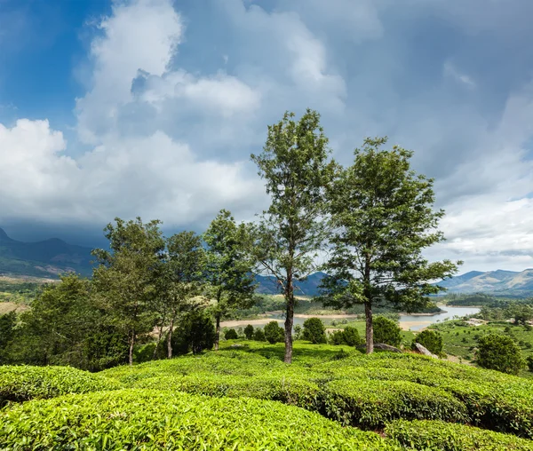 Green tea plantations in Munnar, Kerala, India — Stock Photo, Image