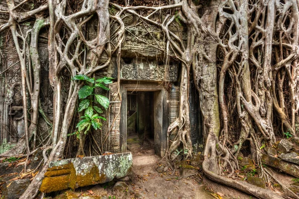Antiga porta de pedra e raízes de árvores, templo Ta Prohm, Angkor — Fotografia de Stock