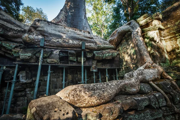 Ruínas antigas e raízes de árvores, templo de Ta Prohm, Angkor, Camboja — Fotografia de Stock