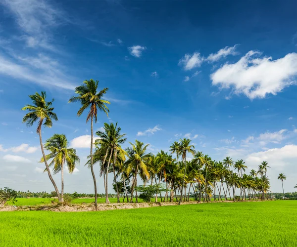 அரிசி நெருக்கமாக, இந்தியா — ஸ்டாக் புகைப்படம்