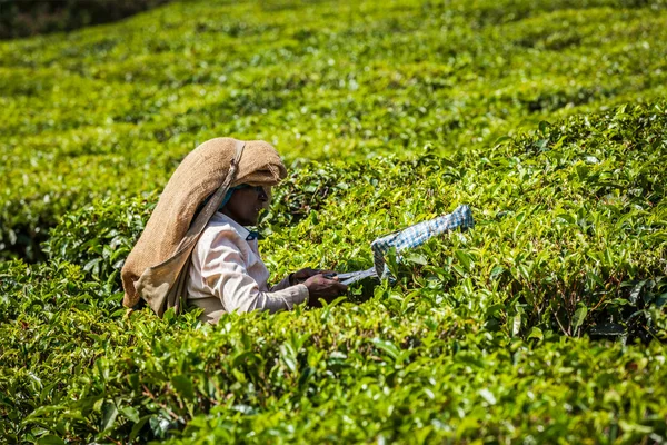 Indian woman harvests tea leaves at tea plantation at Munnar — Stock Photo, Image