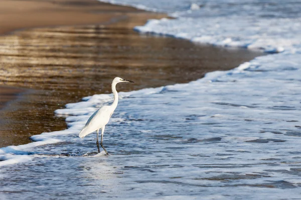 Lilla Egret (Egretta garzetta)) — Stockfoto