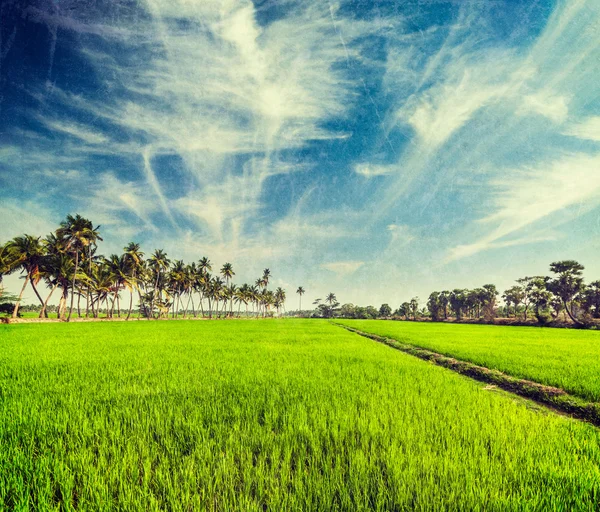 Arroz de perto, Índia — Fotografia de Stock