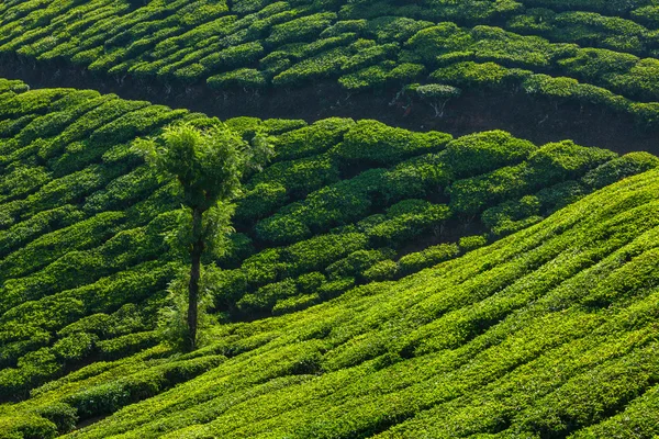 Munnar, Kerala, Hindistan 'daki yeşil çay tarlaları. — Stok fotoğraf