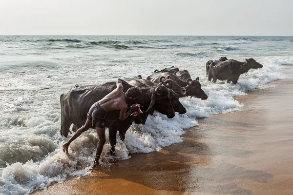 Uomo che schiaccia mucche in mare — Foto Stock