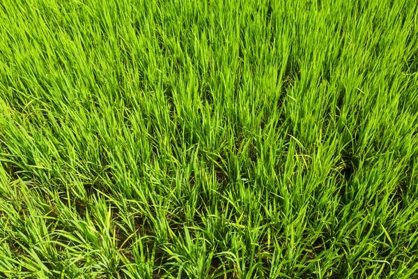 Arroz de perto, Índia — Fotografia de Stock