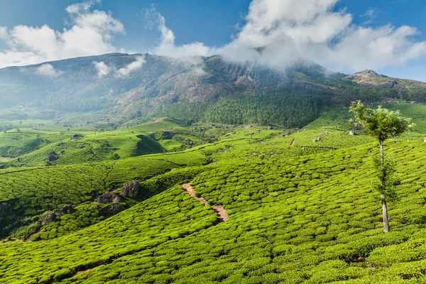 Plantações de chá verde em Munnar, Kerala, Índia — Fotografia de Stock