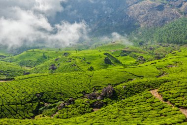 Munnar, Kerala, Hindistan 'daki yeşil çay tarlaları.