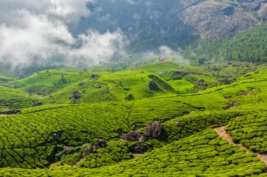 Green tea plantations in Munnar, Kerala, India clipart