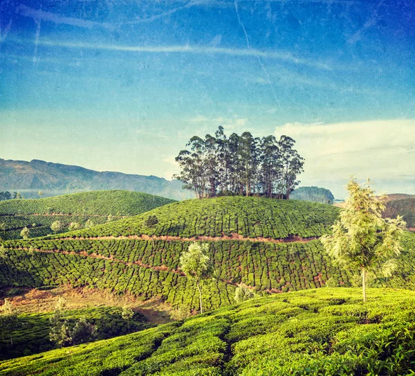 Munnar, Kerala, Hindistan 'daki yeşil çay tarlaları. — Stok fotoğraf