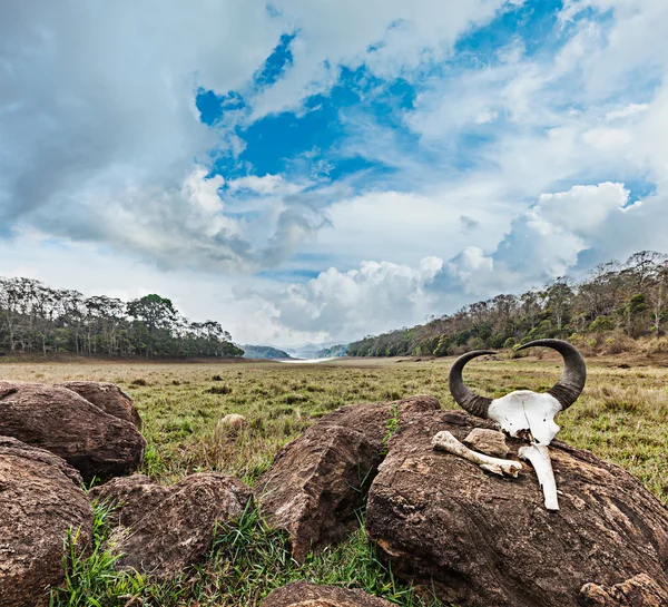 Череп гаур (Індійська Зубри) з роги і кістки — стокове фото