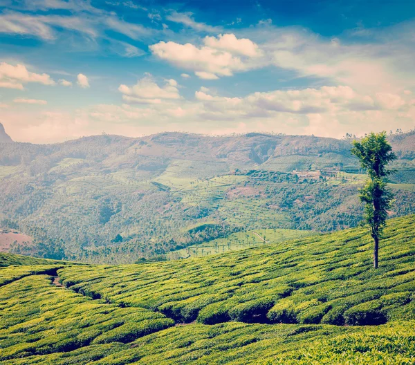 Plantações de chá verde em Munnar, Kerala, Índia — Fotografia de Stock