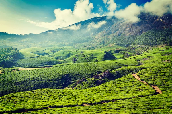 Plantações de chá verde em Munnar, Kerala, Índia — Fotografia de Stock