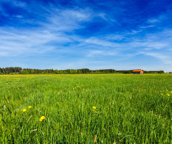 Prato estivo — Foto Stock