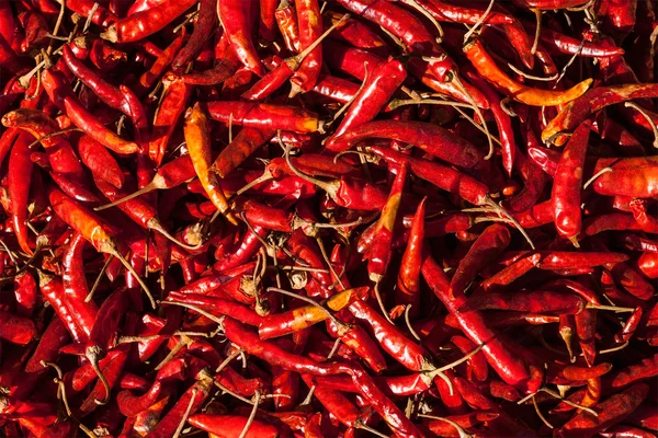 Chiles picantes rojos — Foto de Stock