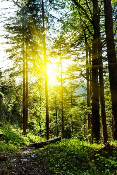 Bosque verde con rayos solares —  Fotos de Stock