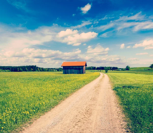 Summer meadow — Stock Photo, Image