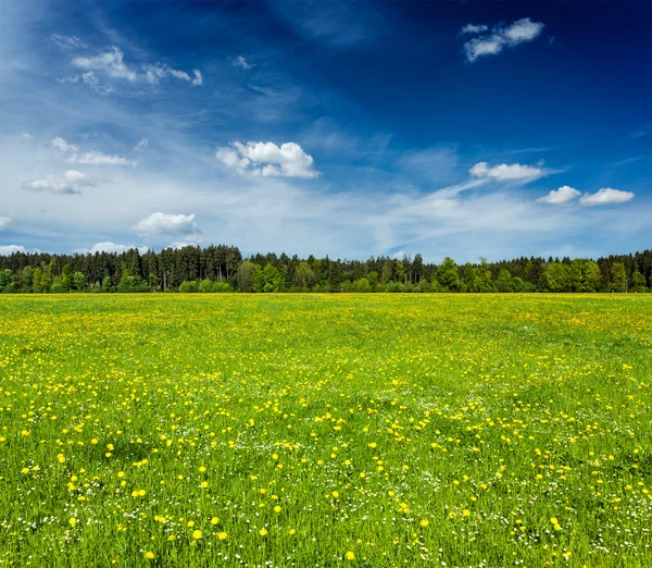 Prato estivo — Foto Stock