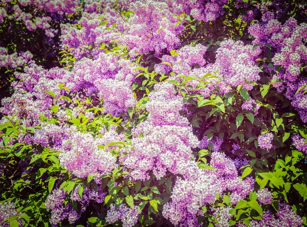 Liliowy wiosną — Zdjęcie stockowe