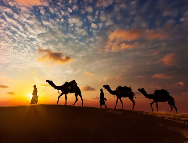 Two cameleers with camels — Stock Photo, Image