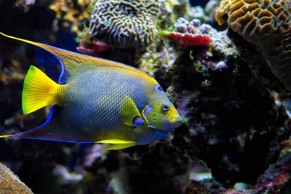 Царица рыба-ангел Holacanthus ciliaris, также известная как голубая рыба-ангел, золотая рыба-ангел или желтая рыба-ангел под водой в море — стоковое фото