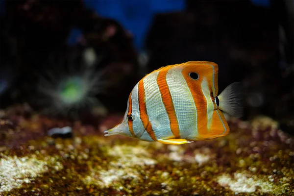 Kupferband-Falterfisch Chelmon rostratus — Stockfoto