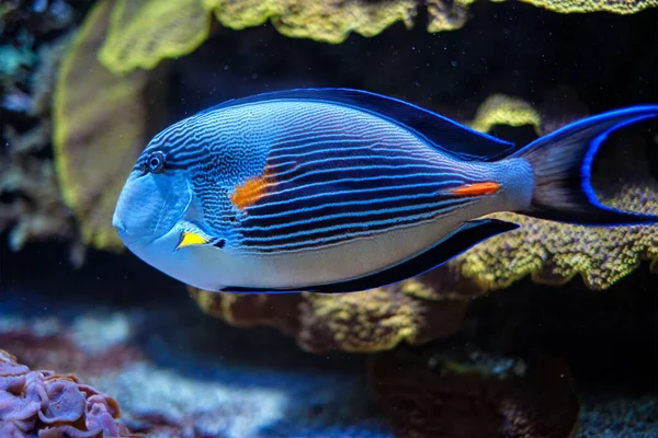 Sohal Doktorfisch unter Wasser — Stockfoto