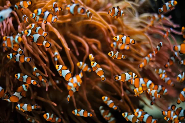 Bohóc Anemonhalka Amphiprion ocellaris — Stock Fotó