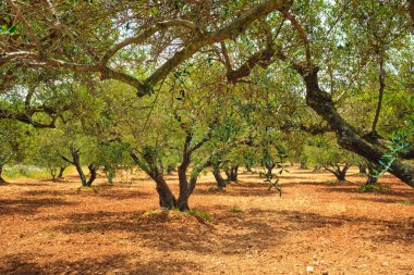 Yunanistan 'ın Girit kentinde zeytin yağı üretimi için zeytin ağaçları Olea europaea