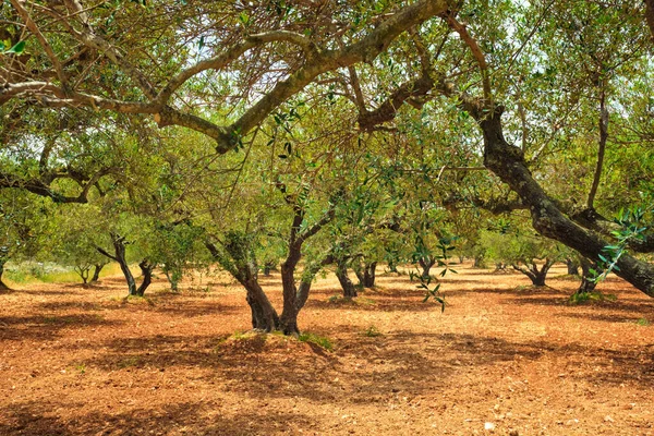 Yunanistan 'ın Girit kentinde zeytin yağı üretimi için zeytin ağaçları Olea europaea