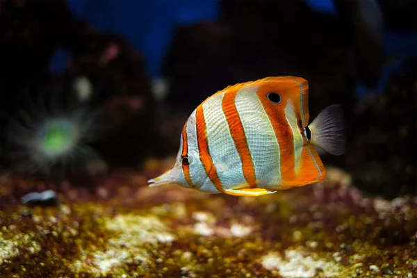 Kupferband-Falterfisch Chelmon rostratus — Stockfoto