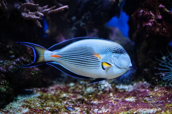 Sohal Surgeonfish pod vodou — Stock fotografie