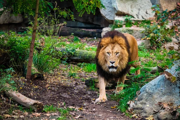 Leão na floresta da selva na natureza — Fotografia de Stock