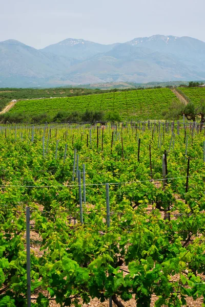 Виноградник с виноградными рядами — стоковое фото