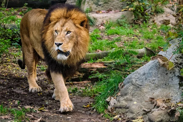 Лев в джунглях леса на природе — стоковое фото