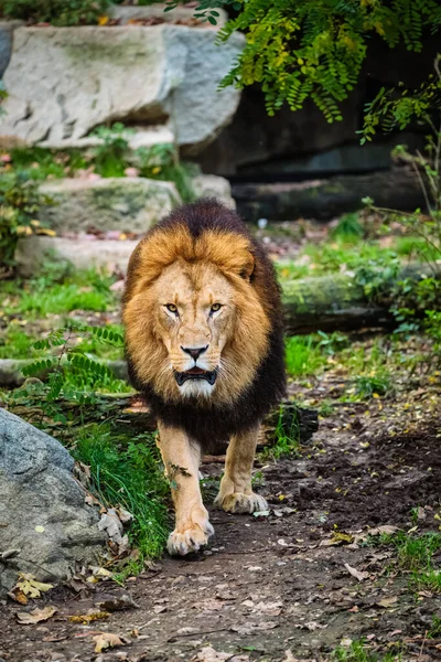 Lion in jungle forest in nature — Stock Photo, Image