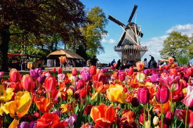 Çiçek açan laleler çiçek açmış ve Keukenhof bahçesindeki rüzgar değirmeni, nam-ı diğer Avrupa Bahçesi, dünyanın en büyük çiçek bahçesi yel değirmeni turistlerinden biri. Lisse, Hollanda