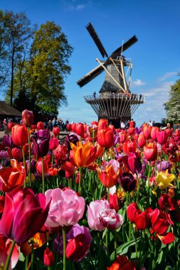 Çiçek açan laleler çiçek açmış ve Keukenhof bahçesindeki rüzgar değirmeni, nam-ı diğer Avrupa Bahçesi, dünyanın en büyük çiçek bahçesi yel değirmeni turistlerinden biri. Lisse, Hollanda