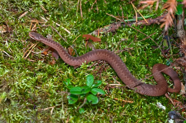 Serpiente — Foto de Stock